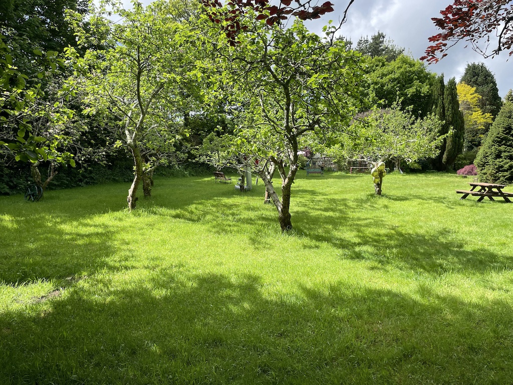 tent pitches in sun drenched orchard of old apple trees in Penventon House Campsite
